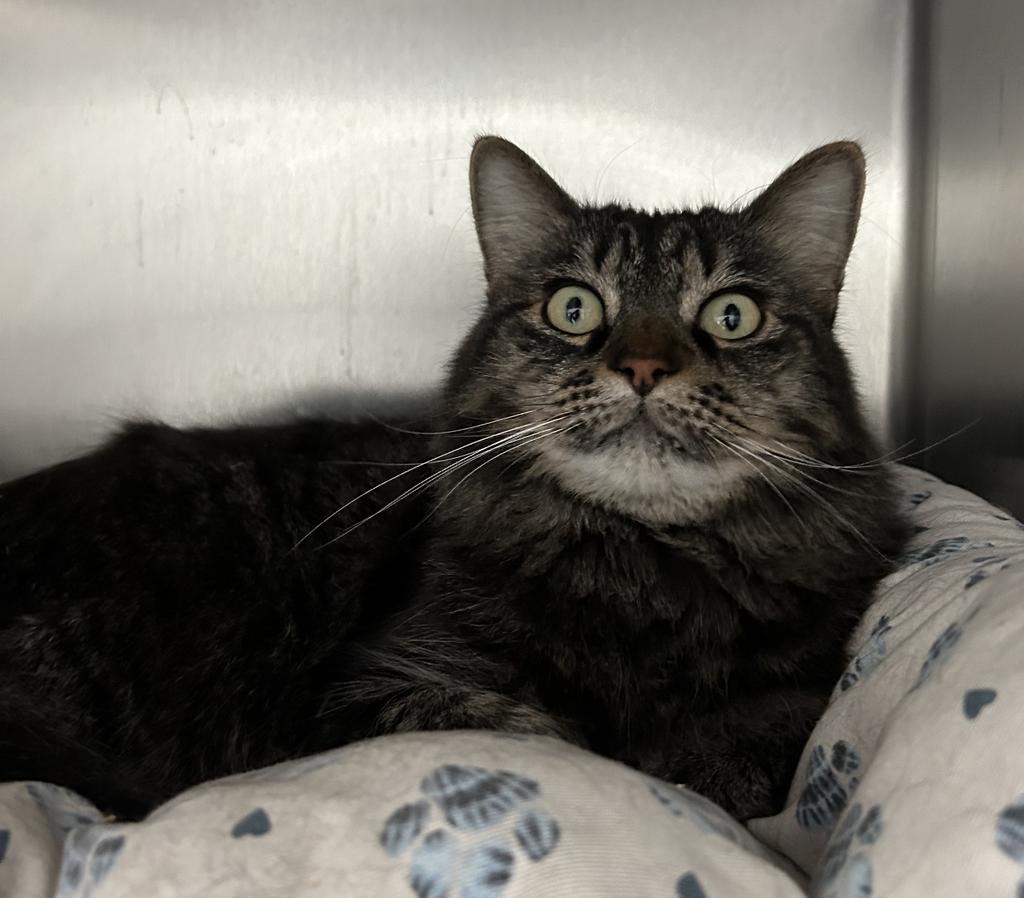 Lucy, an adoptable Domestic Medium Hair in Sandy, UT, 84070 | Photo Image 1