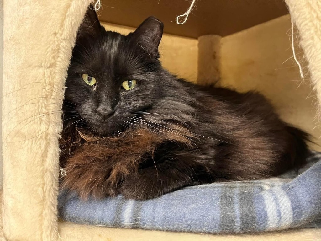 Navi, an adoptable Domestic Medium Hair in Sandy, UT, 84070 | Photo Image 1