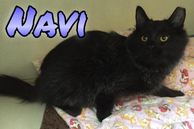 Navi, an adoptable Domestic Medium Hair in Sandy, UT, 84070 | Photo Image 2