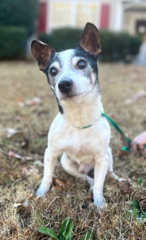 Meet JR the resilient senior Jack RussellRat Terrier Mix who has overcome lifes obstacles to find