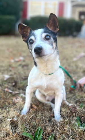 JR Rat Terrier Dog