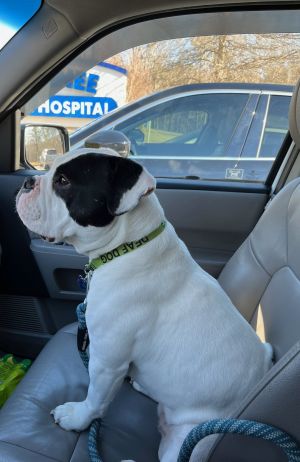 IZZY - PURE AMERICAN BULLDOG FEMALE  3 YRS OLD Temporary Foster Home Needed -