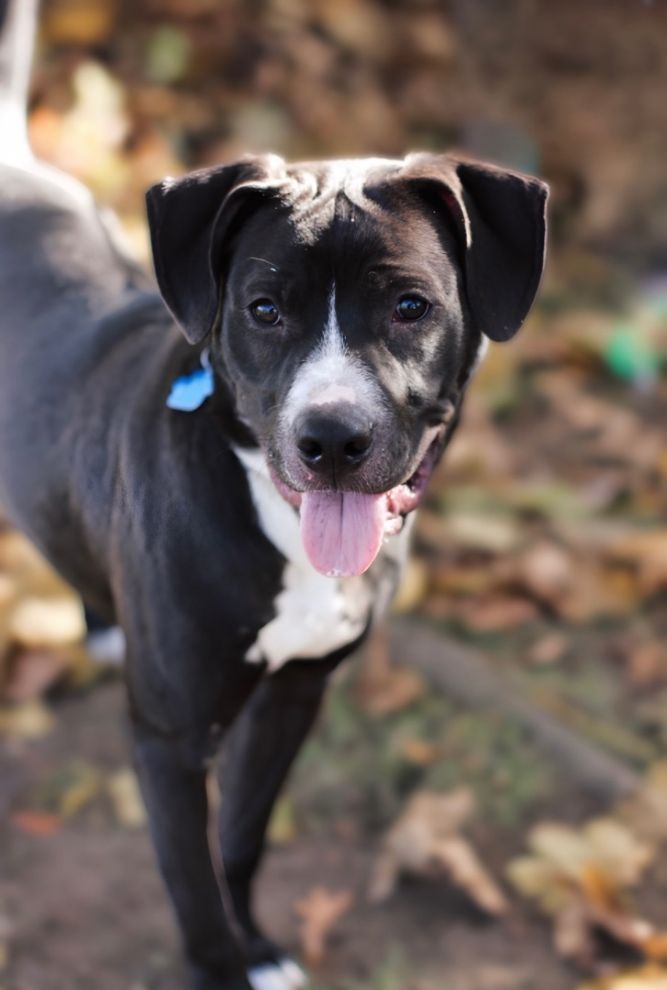 Knox 