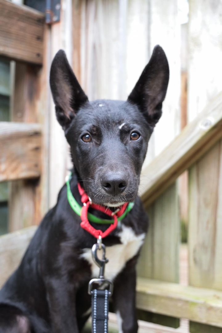 Caesar *HERE IN NH* 1