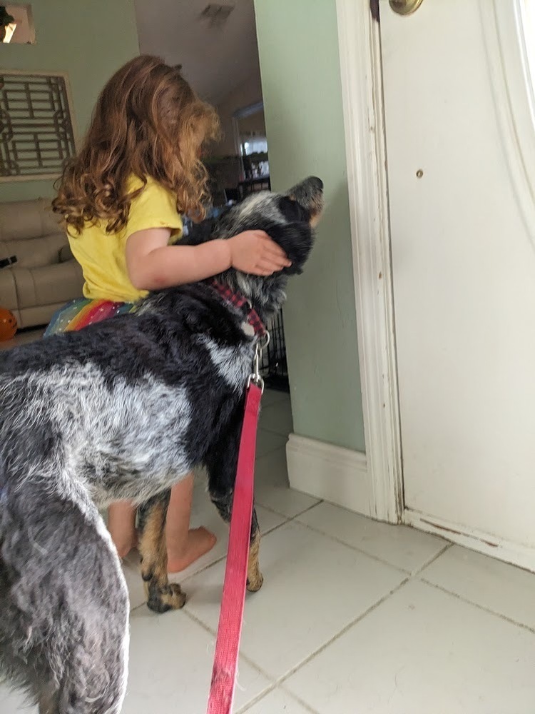Cooper Heeler, an adoptable Australian Cattle Dog / Blue Heeler in Lakeland, FL, 33813 | Photo Image 6