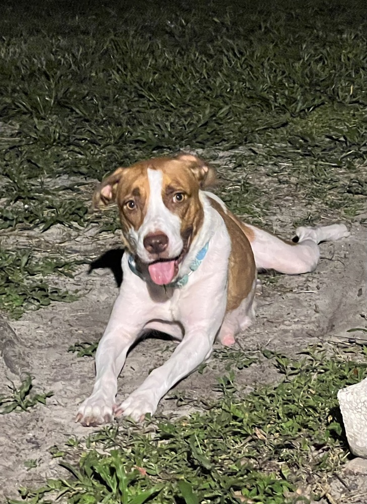 Peony, an adoptable Hound, Mixed Breed in Lakeland, FL, 33813 | Photo Image 6