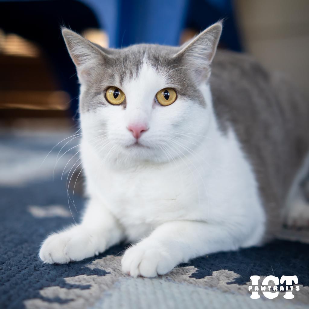 Erika Jayne, an adoptable Domestic Short Hair in Wichita, KS, 67208 | Photo Image 1