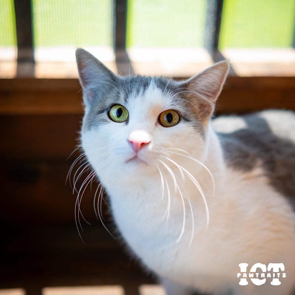 Erika Jayne, an adoptable Domestic Short Hair in Wichita, KS, 67208 | Photo Image 4