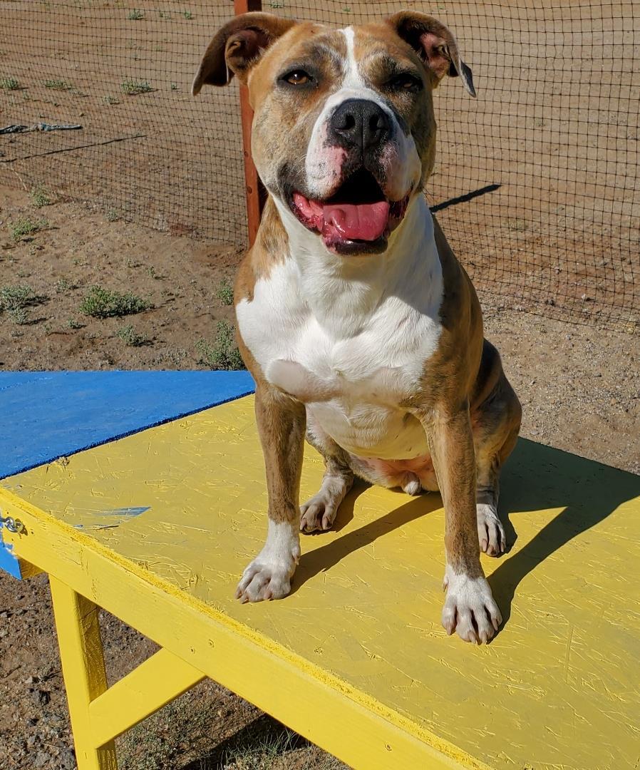 Nina, an adoptable Pit Bull Terrier in Incline Village, NV, 89450 | Photo Image 1