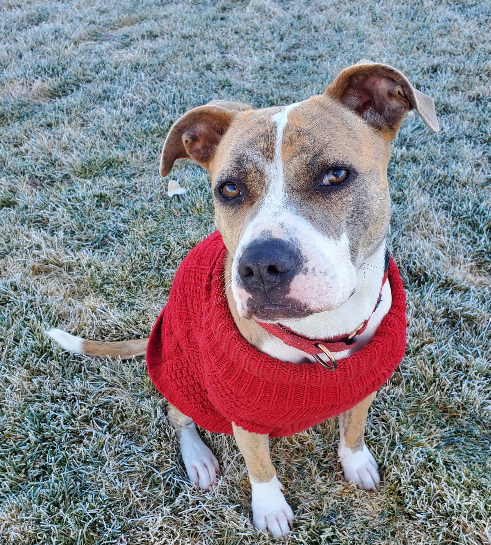 Nina, an adoptable Pit Bull Terrier in Incline Village, NV, 89450 | Photo Image 2