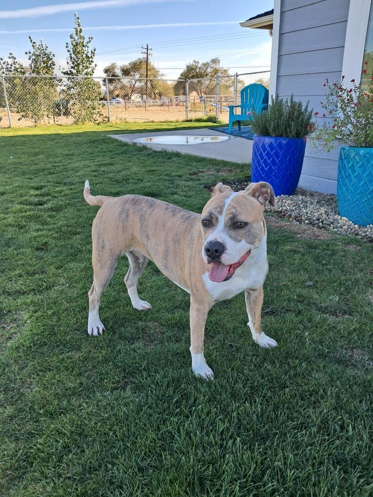 Nina, an adoptable Pit Bull Terrier in Incline Village, NV, 89450 | Photo Image 2