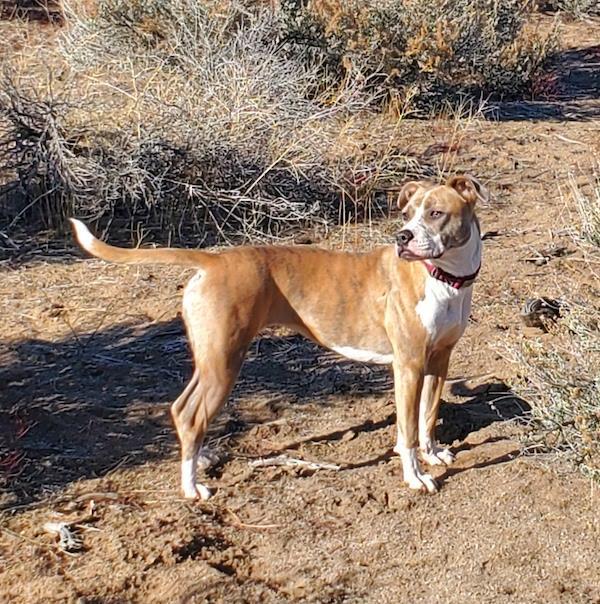 Nina, an adoptable Pit Bull Terrier in Incline Village, NV, 89450 | Photo Image 3