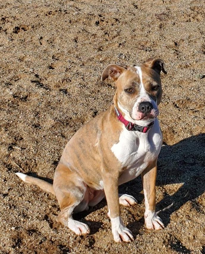 Nina, an adoptable Pit Bull Terrier in Incline Village, NV, 89450 | Photo Image 4