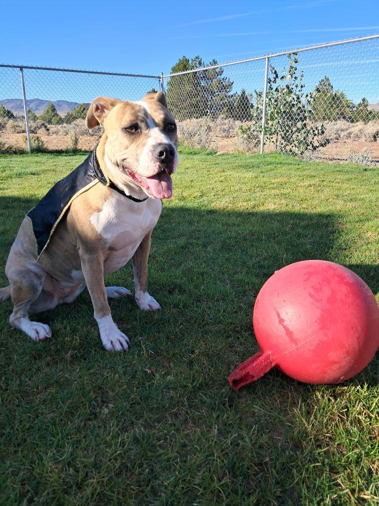 Nina, an adoptable Pit Bull Terrier in Incline Village, NV, 89450 | Photo Image 4