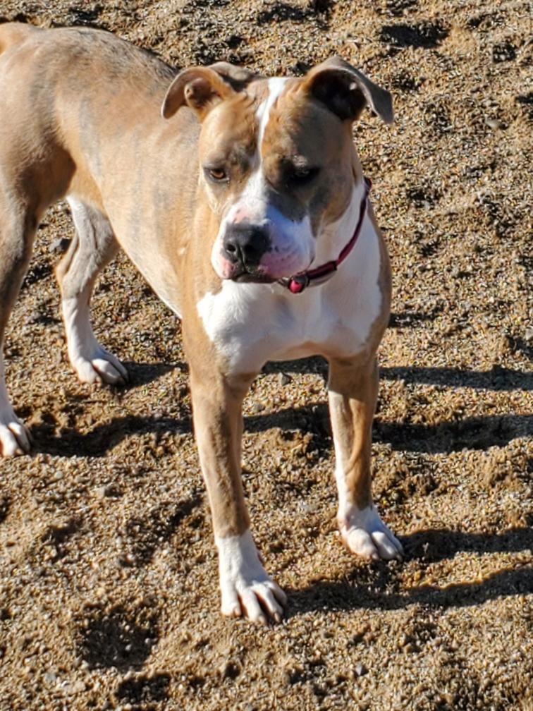 Nina, an adoptable Pit Bull Terrier in Incline Village, NV, 89450 | Photo Image 5