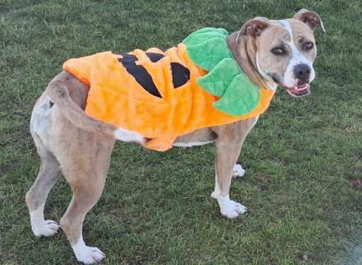 Nina, an adoptable Pit Bull Terrier in Incline Village, NV, 89450 | Photo Image 5