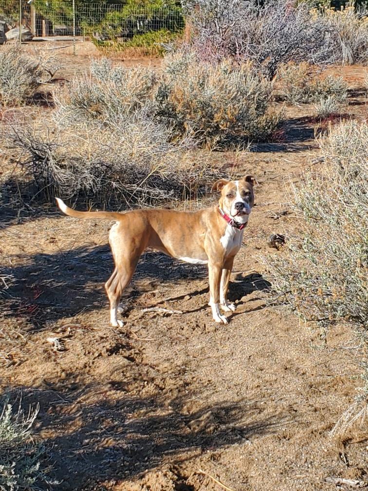 Nina, an adoptable Pit Bull Terrier in Incline Village, NV, 89450 | Photo Image 6