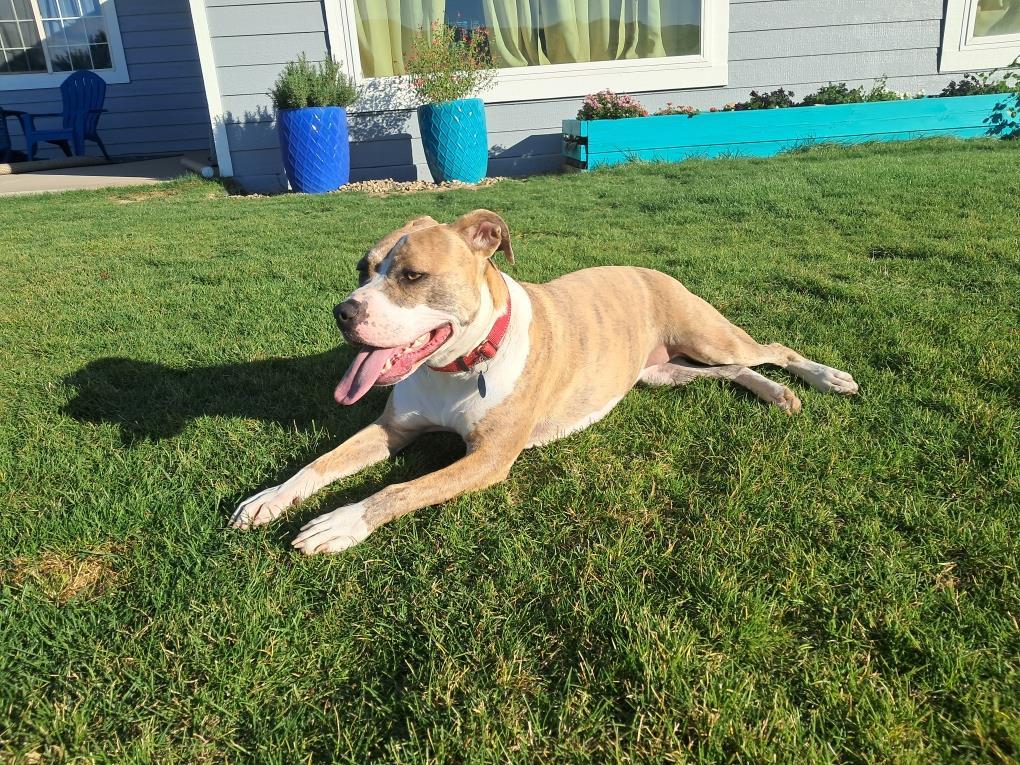 Nina, an adoptable Pit Bull Terrier in Incline Village, NV, 89450 | Photo Image 6