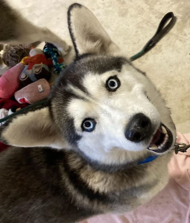 Meiko 1