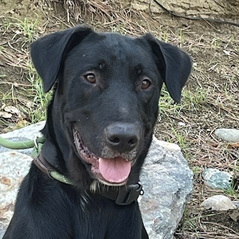 Petfinder 2024 black lab