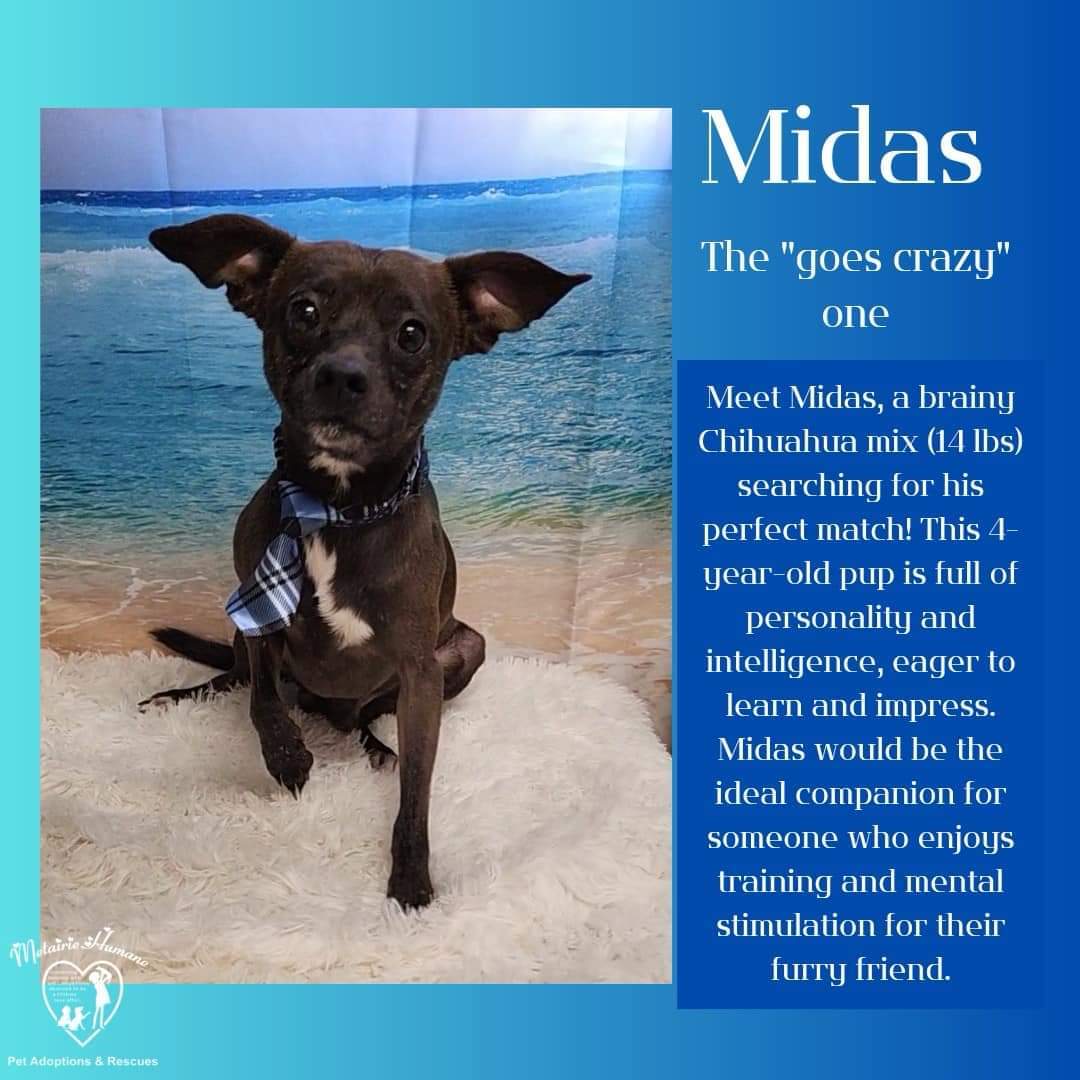 Midas