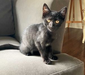 Finn Domestic Short Hair Cat