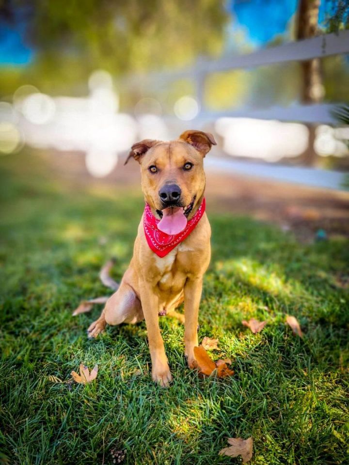 Rhodesian ridgeback staffordshire terrier clearance mix