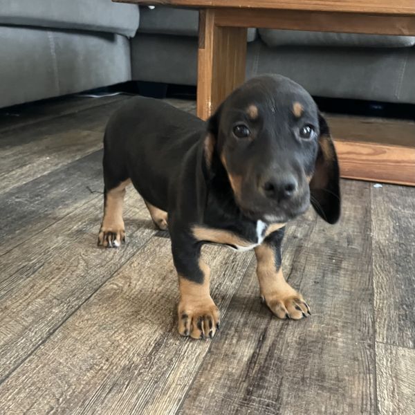 Keiko - K pup female