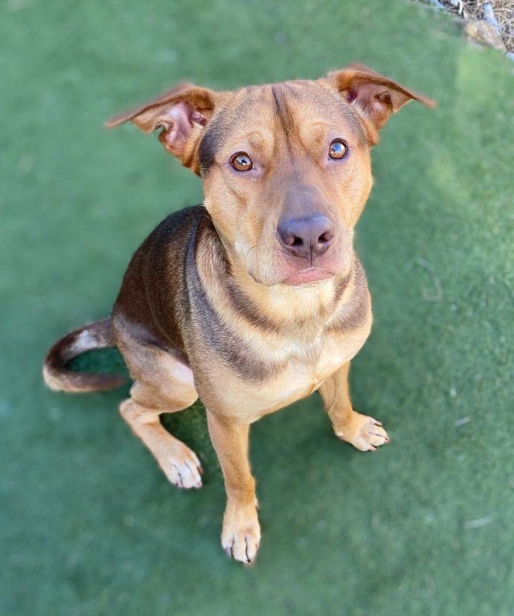 German shepherd sales vizsla mix