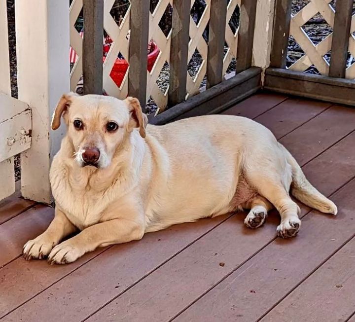 Corgi mixed with store lab