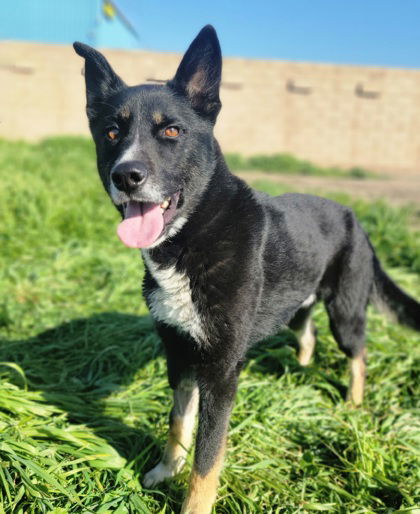 **Honey Bear**, an adoptable Akita, German Shepherd Dog in Romoland, CA, 92585 | Photo Image 1