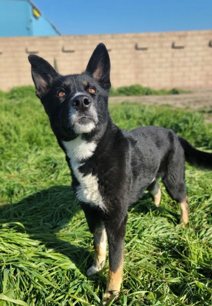 **Honey Bear**, an adoptable Akita, German Shepherd Dog in Romoland, CA, 92585 | Photo Image 2