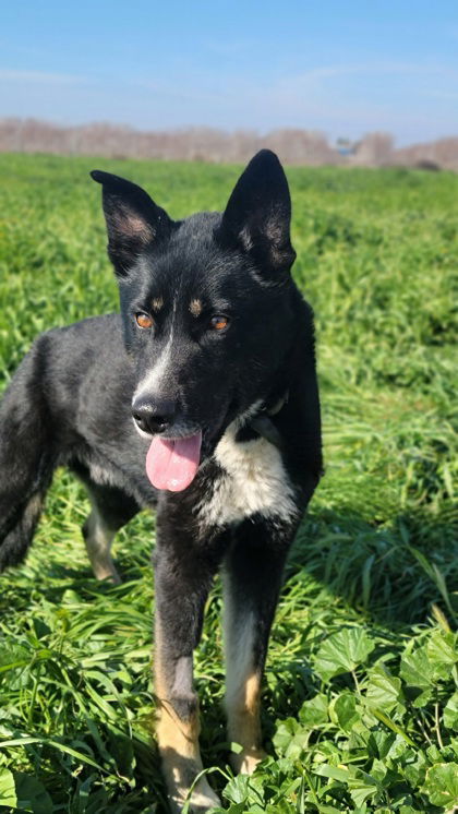 **Honey Bear**, an adoptable Akita, German Shepherd Dog in Romoland, CA, 92585 | Photo Image 3