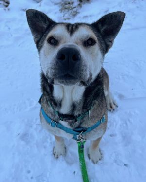 Dogs for Adoption Near Dillon, CO