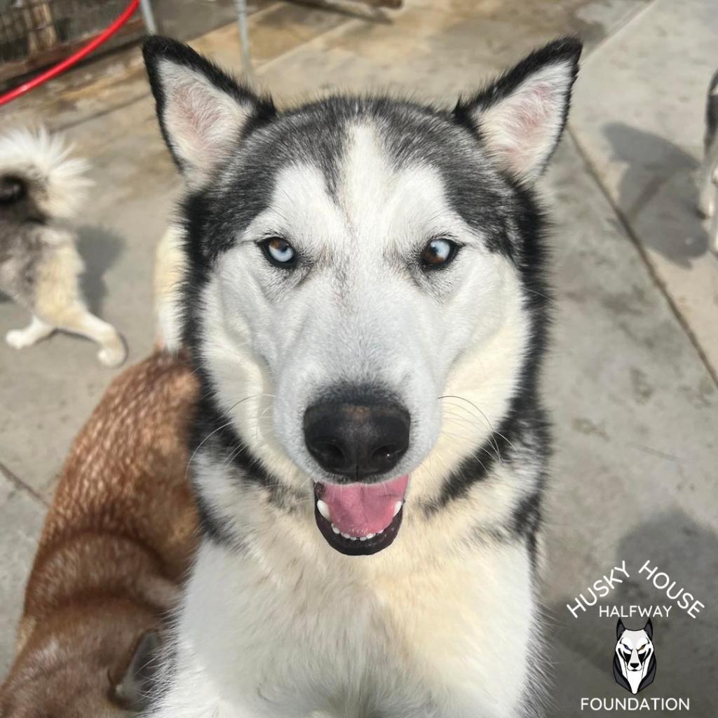 Buck, an adoptable Husky in Eufaula, OK, 74432 | Photo Image 1