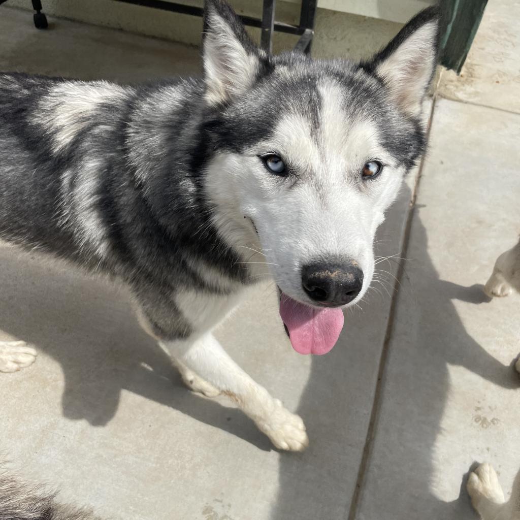 Buck, an adoptable Husky in Eufaula, OK, 74432 | Photo Image 2