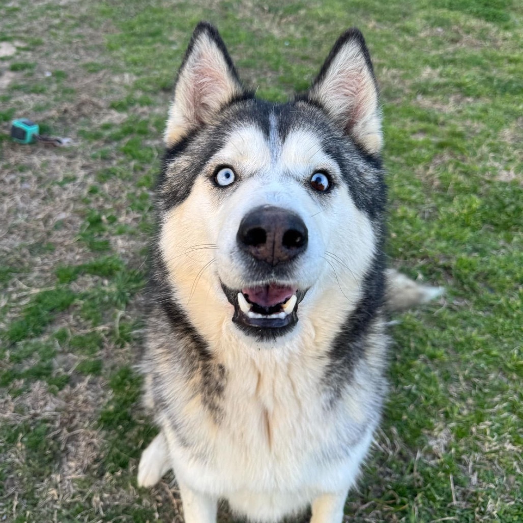 Sarge, an adoptable Husky in Eufaula, OK, 74432 | Photo Image 1