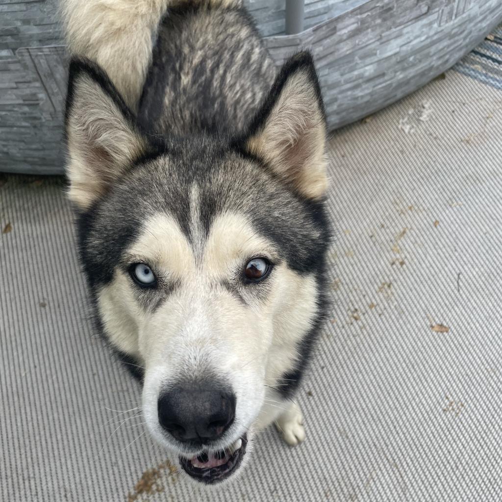 Sarge, an adoptable Husky in Eufaula, OK, 74432 | Photo Image 2