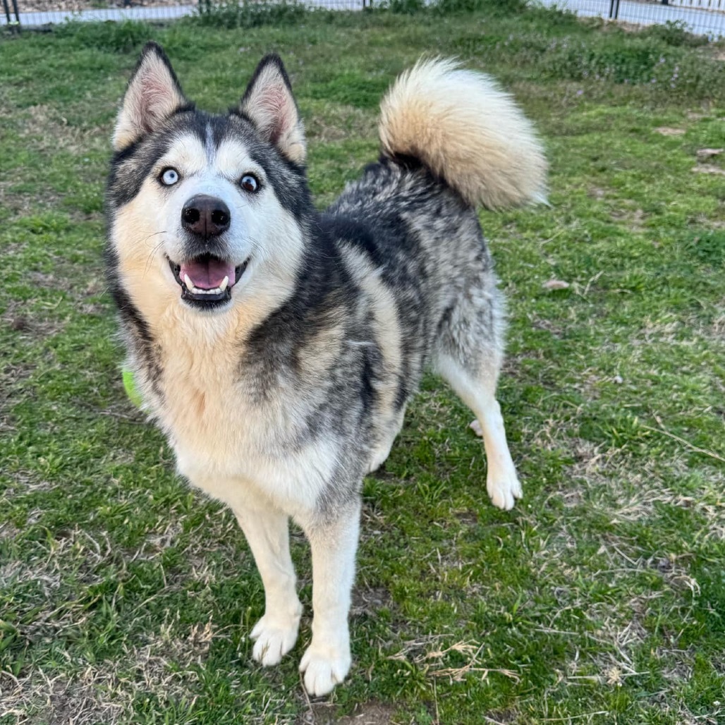 Sarge, an adoptable Husky in Eufaula, OK, 74432 | Photo Image 3