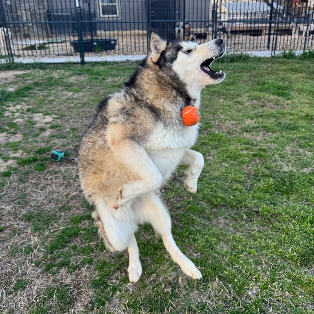 Sarge, an adoptable Husky in Eufaula, OK, 74432 | Photo Image 4