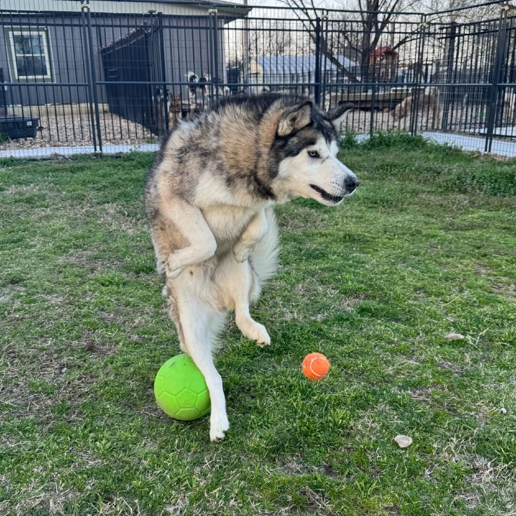 Sarge, an adoptable Husky in Eufaula, OK, 74432 | Photo Image 5