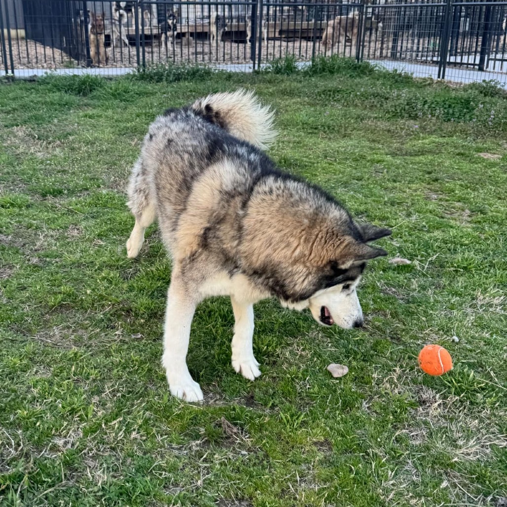 Sarge, an adoptable Husky in Eufaula, OK, 74432 | Photo Image 6