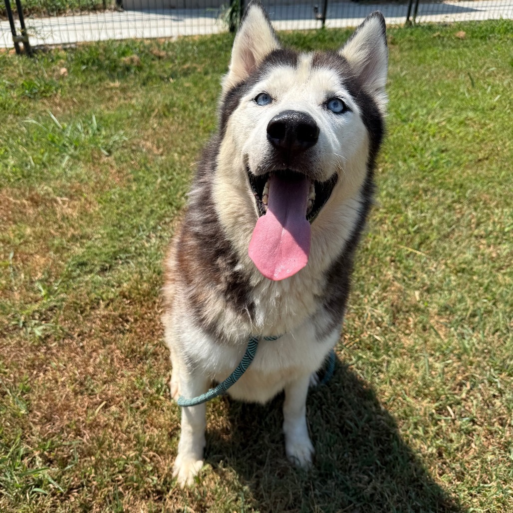 Aspen, an adoptable Husky in Eufaula, OK, 74432 | Photo Image 1