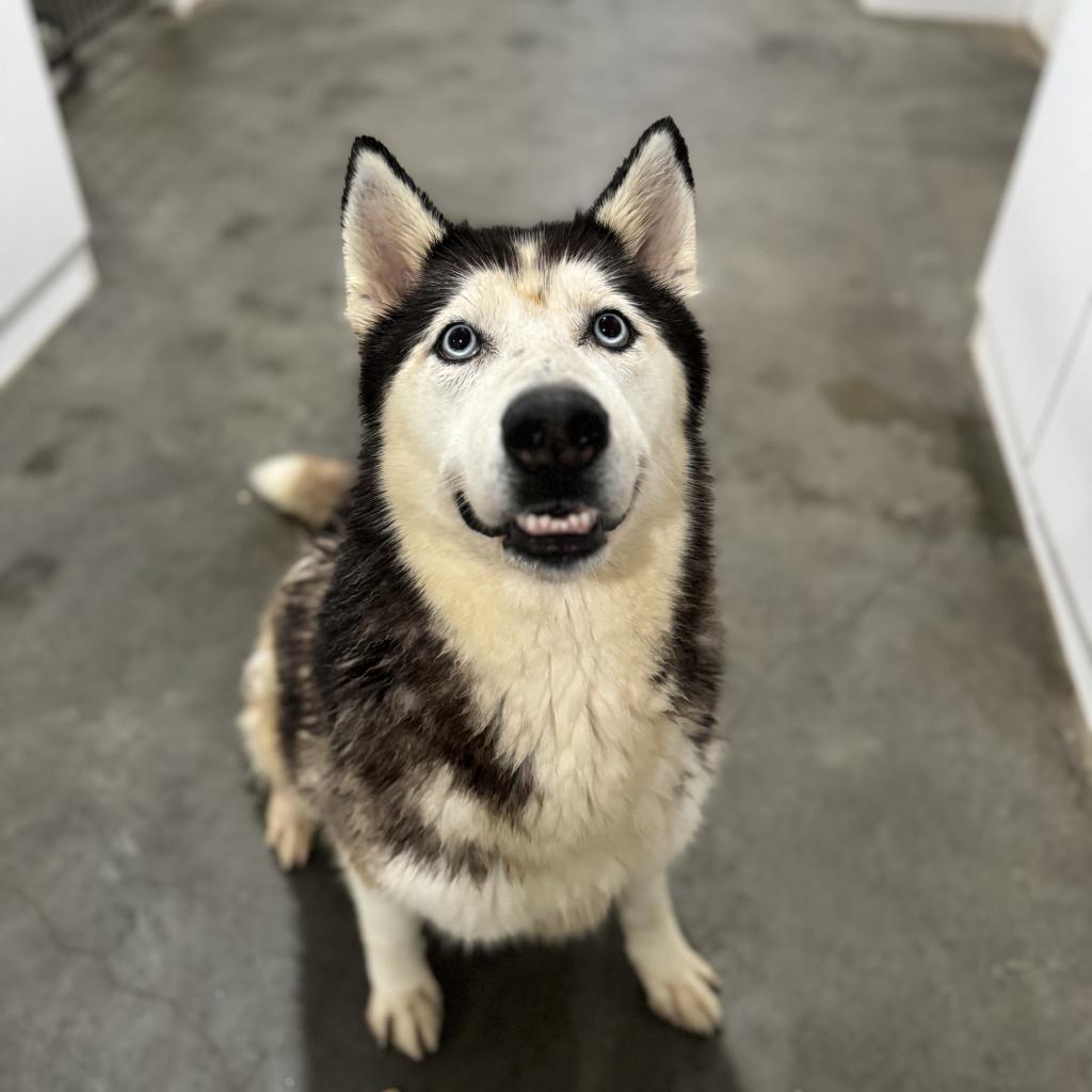 Aspen, an adoptable Husky in Eufaula, OK, 74432 | Photo Image 2