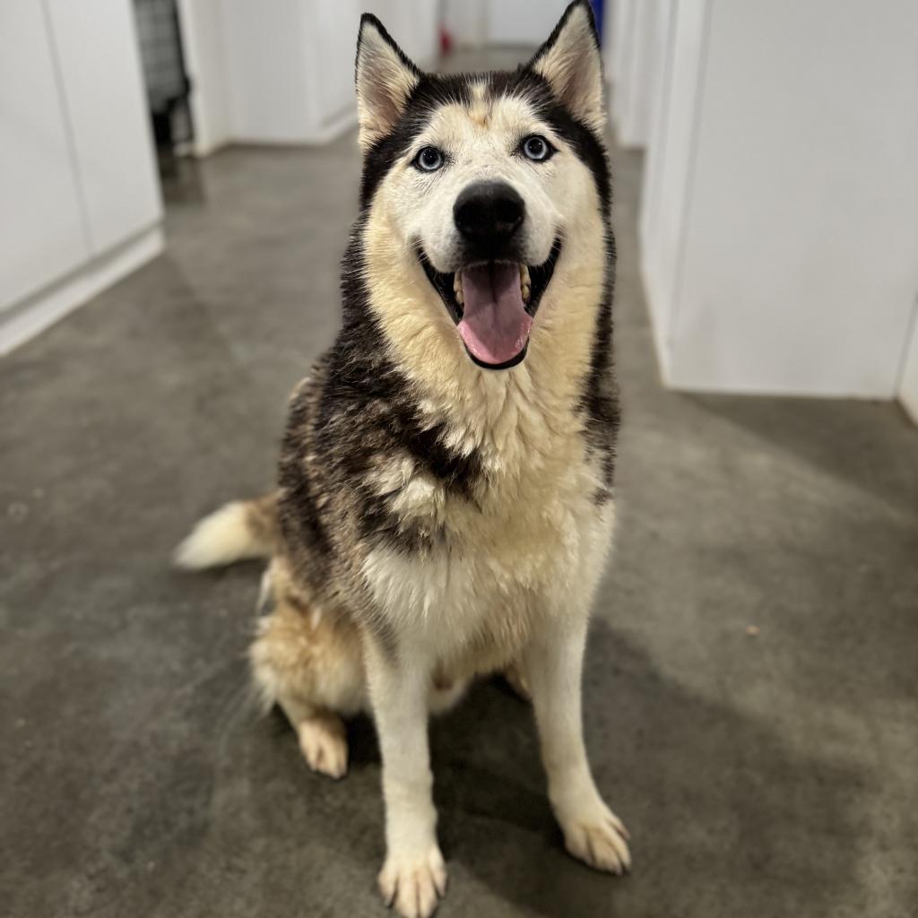Aspen, an adoptable Husky in Eufaula, OK, 74432 | Photo Image 3