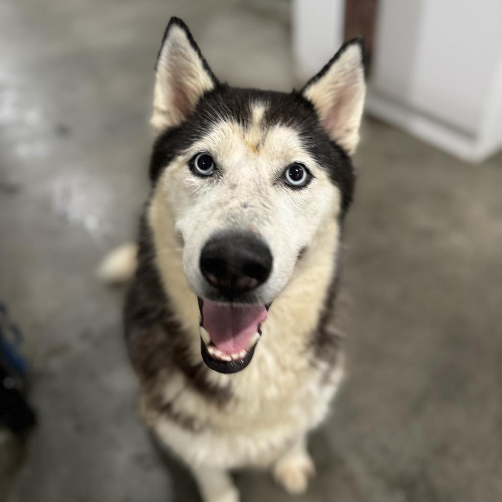 Aspen, an adoptable Husky in Eufaula, OK, 74432 | Photo Image 4