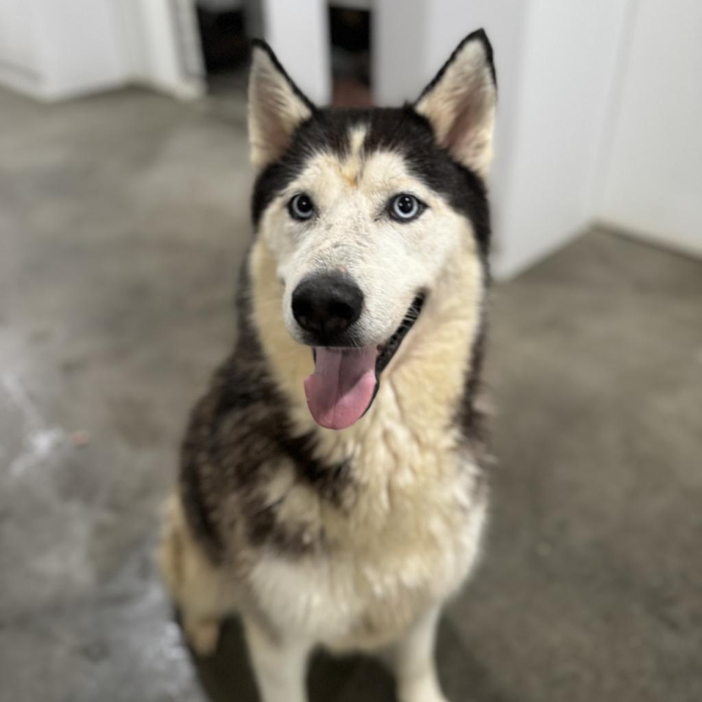 Aspen, an adoptable Husky in Eufaula, OK, 74432 | Photo Image 5