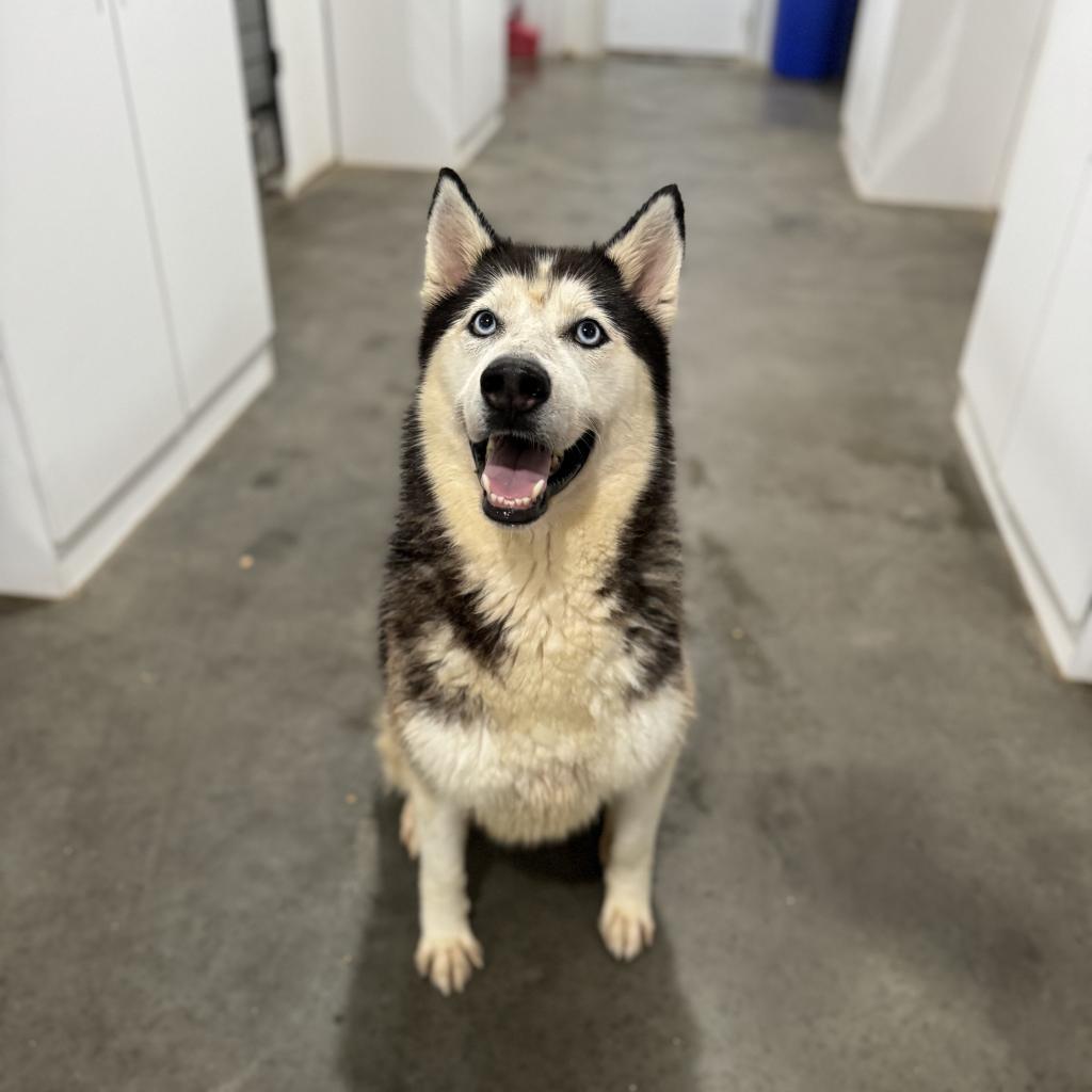 Aspen, an adoptable Husky in Eufaula, OK, 74432 | Photo Image 6