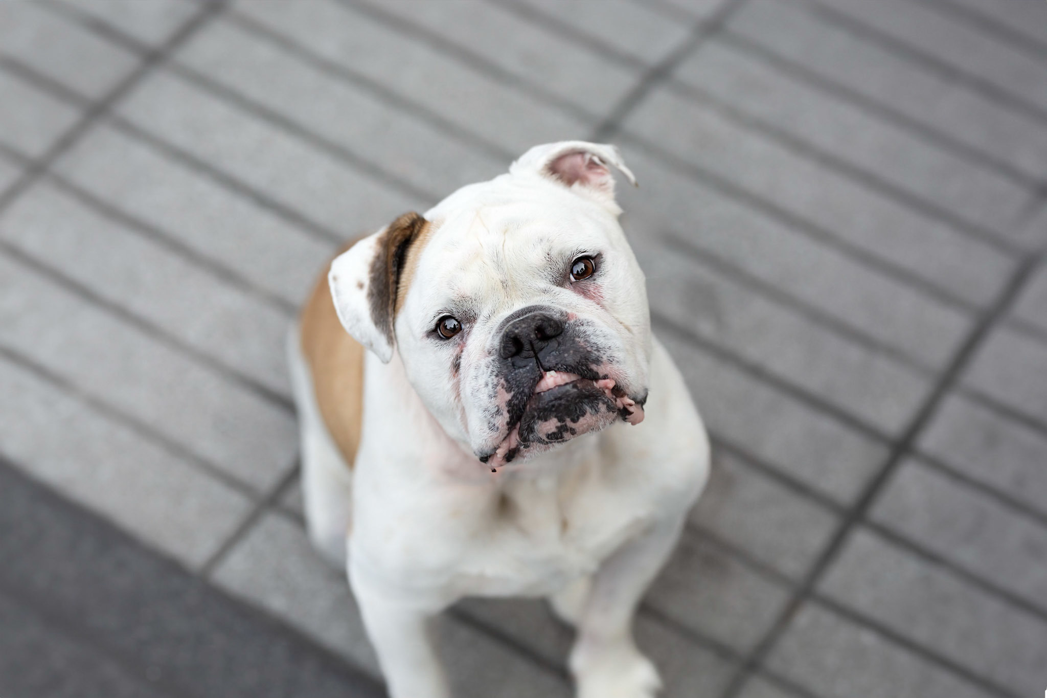 Jazz, an adoptable English Bulldog in Montréal, QC, H1W 3V5 | Photo Image 2