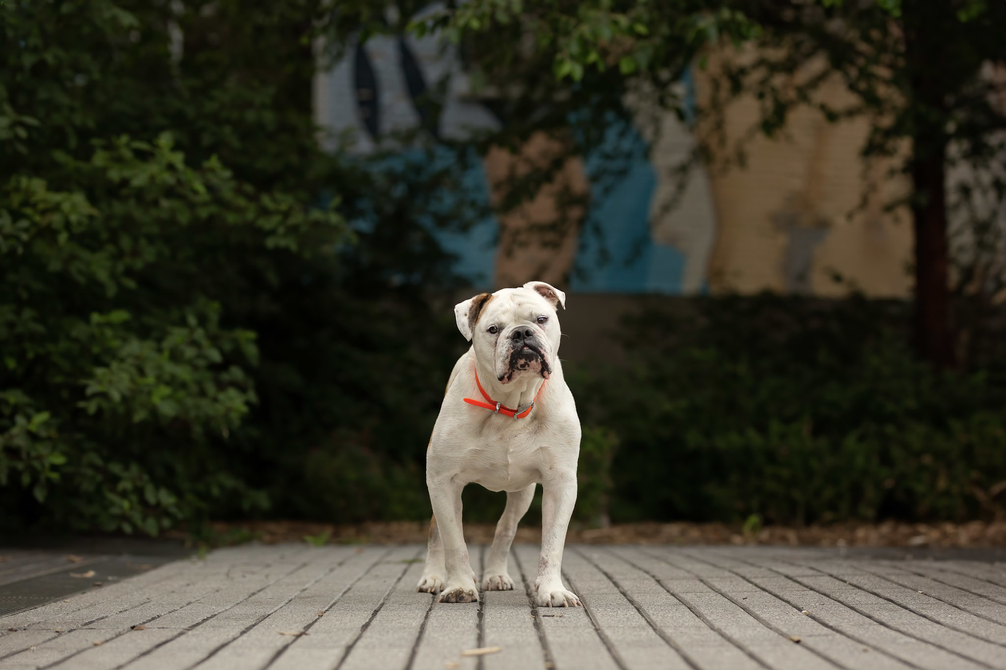 Jazz, an adoptable English Bulldog in Montréal, QC, H1W 3V5 | Photo Image 4